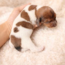 Boy 2 - Piebald male Dachshund puppy in Benson, North Carolina from Down South Dachshunds