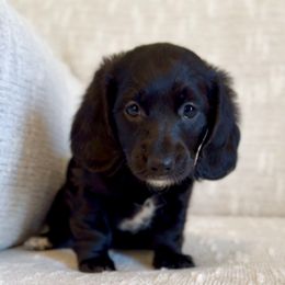 Nova - Black female Dachshund puppy in Sutherland, Virginia from Sutherland Estates Dachshunds