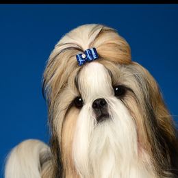 Cocoa - Shih Tzu