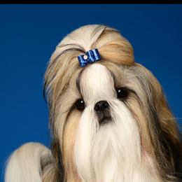 Cocoa - Shih Tzu