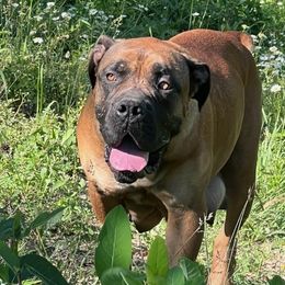 Nala - Boerboel