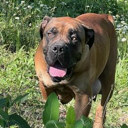 Nala - Boerboel