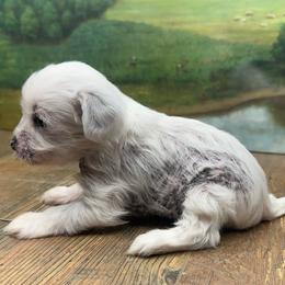 Chinese Crested puppies from Affinity