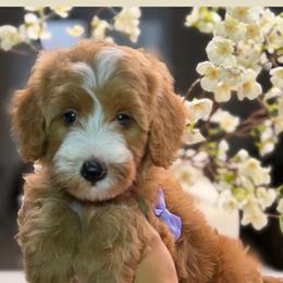 Fancy - Red  female Goldendoodle puppy in Yuciapa, California from AlltheDoodlez_