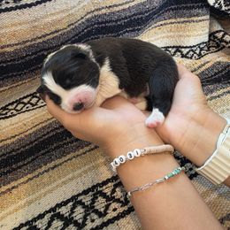Purple collar girl - Black and white female Border Collie puppy in Ripley, Oklahoma from Adventure5 Border Collies