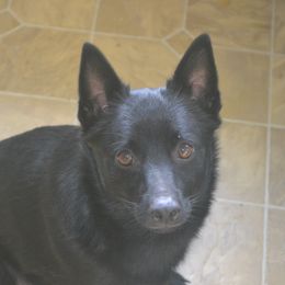 Bella - Schipperke
