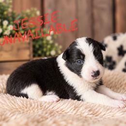 Jessie - Black female Border Collie puppy in Sanger, California from Flying M Cactus Ranch Buddies