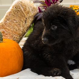Girl 2 - German Shepherd puppy from AKC Black German Shepherds