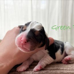 Green Boy - Black white and tan male Beagle puppy in Grantsville, Maryland from Fable & Fern Beagles