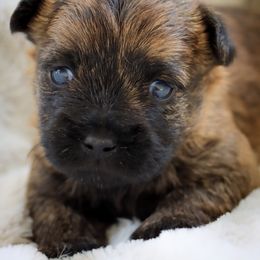 Clover - Wheaten brindle female Cairn Terrier puppy in St. Joseph, Missouri from Stone & Thistle Cairn Terriers