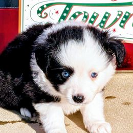 Miller - Black tri male Miniature Australian Shepherd puppy in Lufkin, Texas from Texas Lil Cowdogs