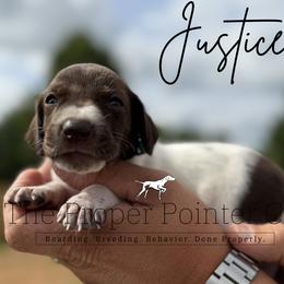 Justice - female German Shorthaired Pointer puppy in Six Mile, South Carolina from The Proper Pointer Co.