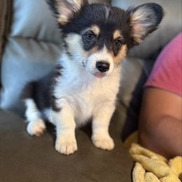 Pembroke Welsh Corgi puppies from Ricochet Corgis
