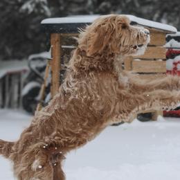 Aussiedoodles, Australian Mountain Doodles, and Goldendoodles from Classic City Doodles
