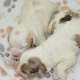 Assorted Doodle Crosses, Bernedoodles, Cockapoos, and Shichons from Shondel Puppy Paws