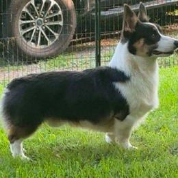 Blue - Pembroke Welsh Corgi