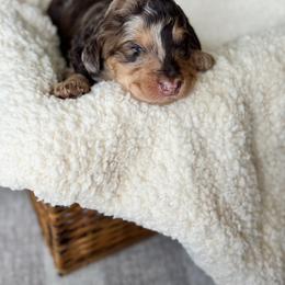 Chocolate merle phantom abstract - Chocolate merle male Bernedoodle puppy in Spring, Texas from At The Cross Kennel