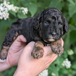 Eric - Black and tan male Cavapoo puppy in Coshocton, Ohio from Forever Family Puppies