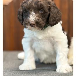 Mister Hunter - Chocolate male Australian Labradoodle puppy in Wake Forest, North Carolina from Lucky Country Labradoodles
