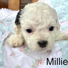 Cavapoo Puppies from Hickory Doodle Farm