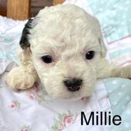 Cavapoo Puppies from Hickory Doodle Farm