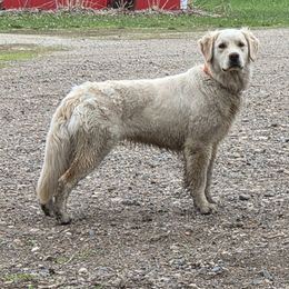 Golden Retriever puppies from Ramblin Gypsy Ranch
