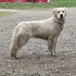 Golden Retriever puppies from Ramblin Gypsy Ranch