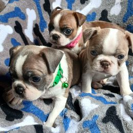 Boston Terrier Puppies from JoJens Bostons
