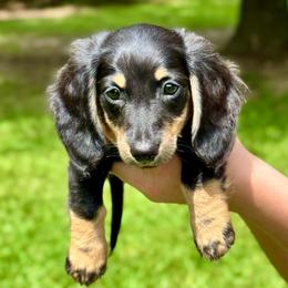 Luke AKC OFA CHIC - Black and cream male Dachshund puppy in El Dorado, Arkansas from LovelylilDoxies