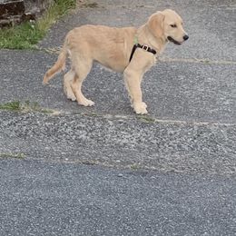 Golden Retriever Puppies from Goldens of Hope