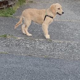 Golden Retriever Puppies from Goldens of Hope