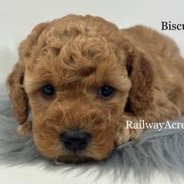 Biscuit-Petite - Apricot male Goldendoodle puppy in Milford, Indiana from Railway Acres Kennel
