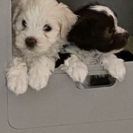 Havanese from Rhythm Rock Ranch