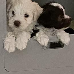 Havanese from Rhythm Rock Ranch