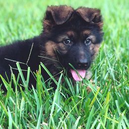 German Shepherd Puppies from German Shepherds vom Silberwald
