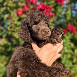 Clover - Brown male Poodle puppy in Midwest City, Oklahoma from Strawberry Hill Puppy Patch