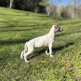 Cupid - White and fawn male Whippet puppy in Oneida, Tennessee from Saving Grace