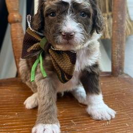 Green - Chocolate merle male Bernedoodle puppy in Curtice, Ohio from The Pink Doghouse