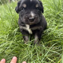 Tart - Black tri-color male Australian Shepherd puppy in Northfield, New Hampshire from A to Z Australian Shepherds