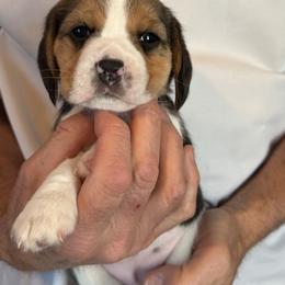 Teal - Black tan and white female Beagle puppy in Rockwell, North Carolina from Knockhill Beagles