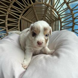 Elsa - Red merle female Australian Shepherd puppy in Grants Pass, Oregon from Carmel Mountain Aussies