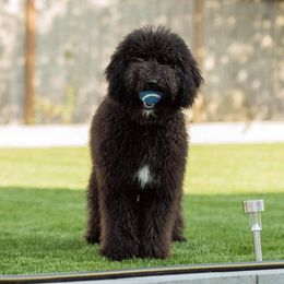 Goldendoodle and Poodle All Grown Up from Colorful Creations Doodles and Poodles