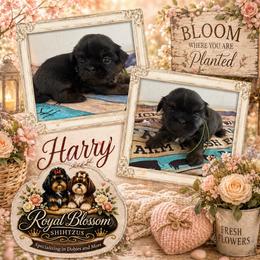 Harry - Sable male Shih Tzu puppy in Connersville, Indiana from Royal Blossom Shihtzus