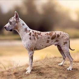 Kaiden - Great Dane