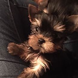 Yorkshire Terrier Puppies from Bricriu Kennels, Reg.