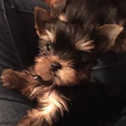 Yorkshire Terrier Puppies from Bricriu Kennels, Reg.