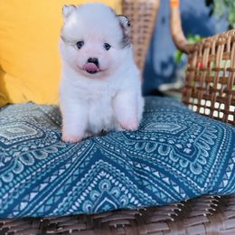 Regal - White male Pomsky puppy in Yavapai County, Arizona from Pawsh Pomskies