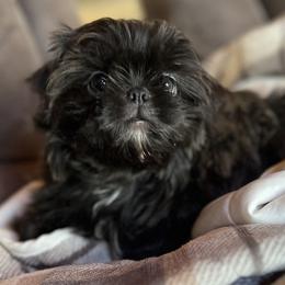 Shih Tzu Puppies from Lavender Lane Tzus