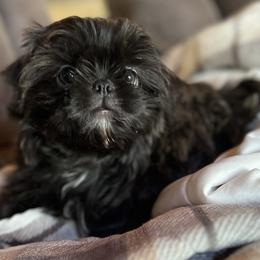 Shih Tzu Puppies from Lavender Lane Tzus
