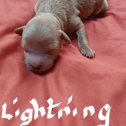 Lightning - Red  male Goldendoodle puppy in Cherry Tree, Pennsylvania from Plum Creek Acres Next Generation